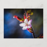 Sakura - Flor de cerezo japonesa