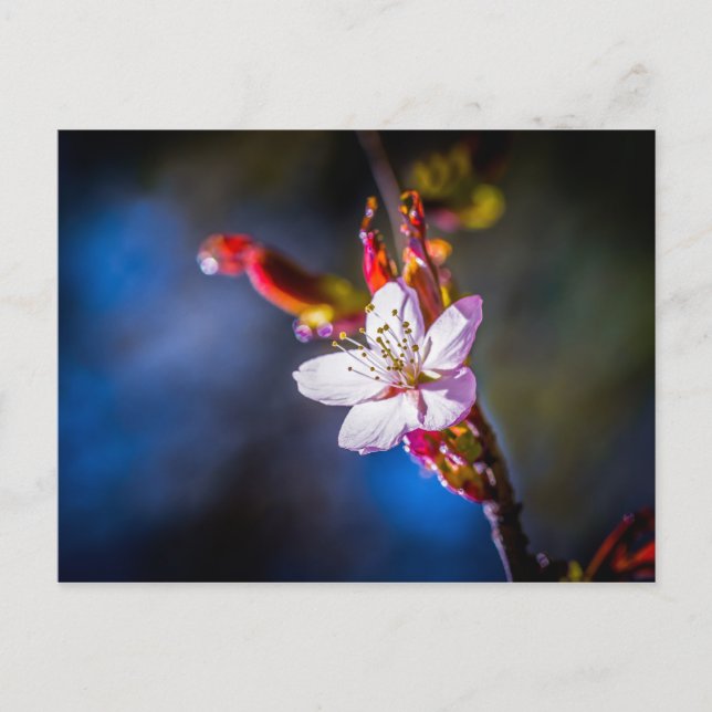 Postal Sakura - Flor de cerezo japonesa (Anverso)