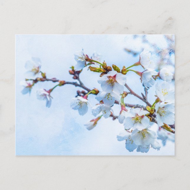 Postal Sakura - Flor de Cerezo Japonesa (Anverso)