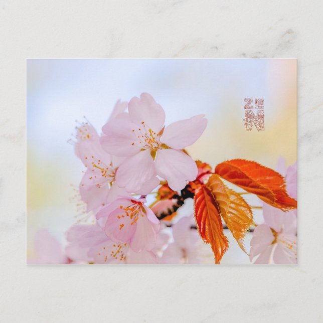 Postal Sakura - Flor japonesa de cerezo (Anverso)