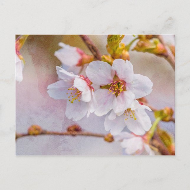 Postal Sakura - Florecimiento de cerezo japonés (Anverso)