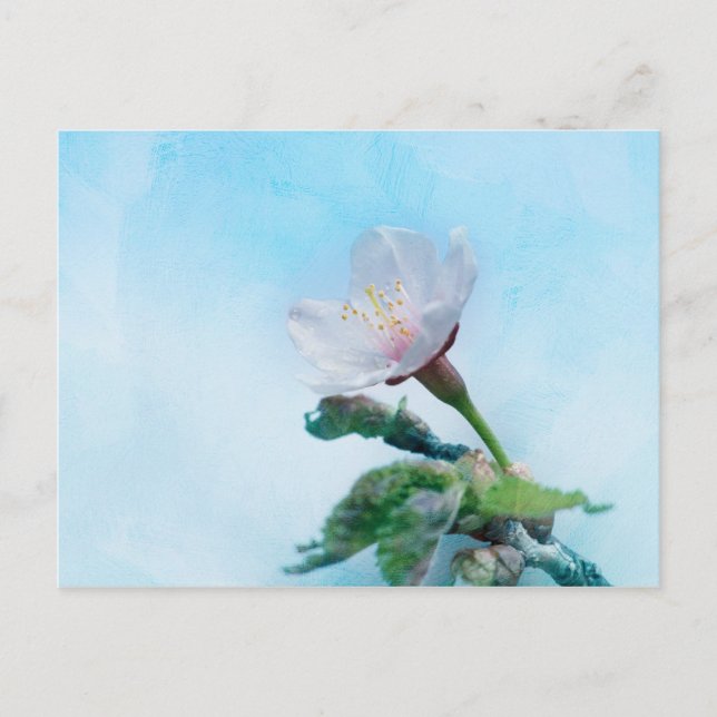 Postal Sakura - Florecimiento de cerezo japonés (Anverso)