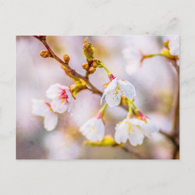 Postal Sakura - Florecimiento de cerezo japonés (Anverso)