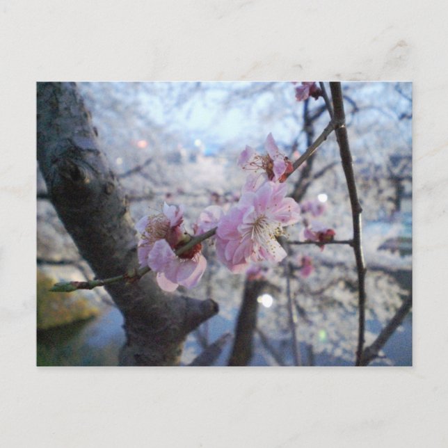 Postal Sakura - Flores de cerezo en el parque Kajo (Anverso)