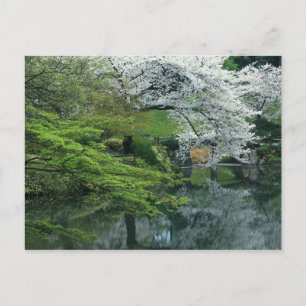 Postal Sakura, Jardín Koishikawa Koraku-en, Tokio,