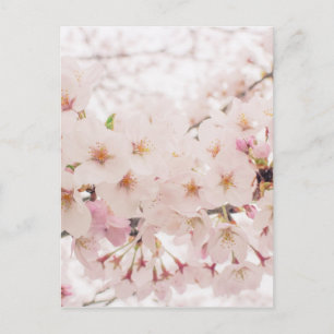 Postal sakura nostálgica