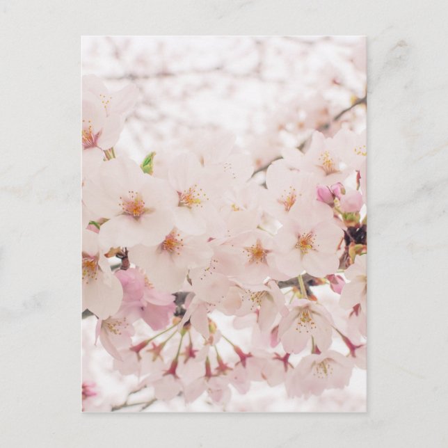 Postal sakura nostálgica (Anverso)