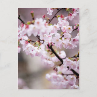 Postal Sakura XXXIV