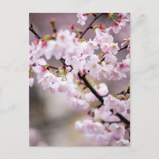 Postal Sakura XXXIV (Anverso)