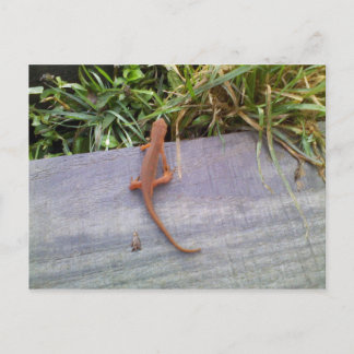 Postal Salamander