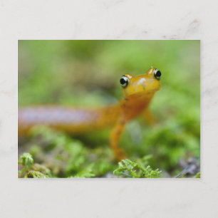 Postal Salamander de Longtail
