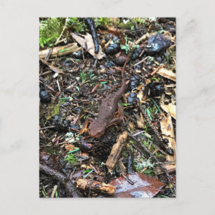 Postal Salamander en el bosque, Washington