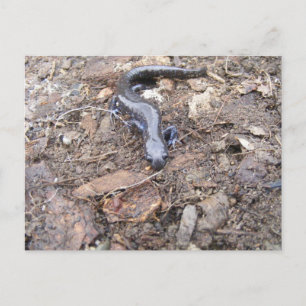 Postal Salamander Post Card
