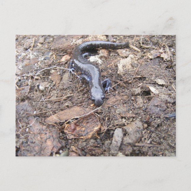 Postal Salamander Post Card (Anverso)
