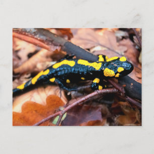 Postal Salamandra de fuego