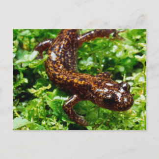 Postal Salamandra de Hakone