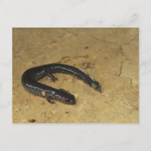 Postal Salamandra de Patio