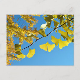 Postal Sale de Ginkgo en otoño