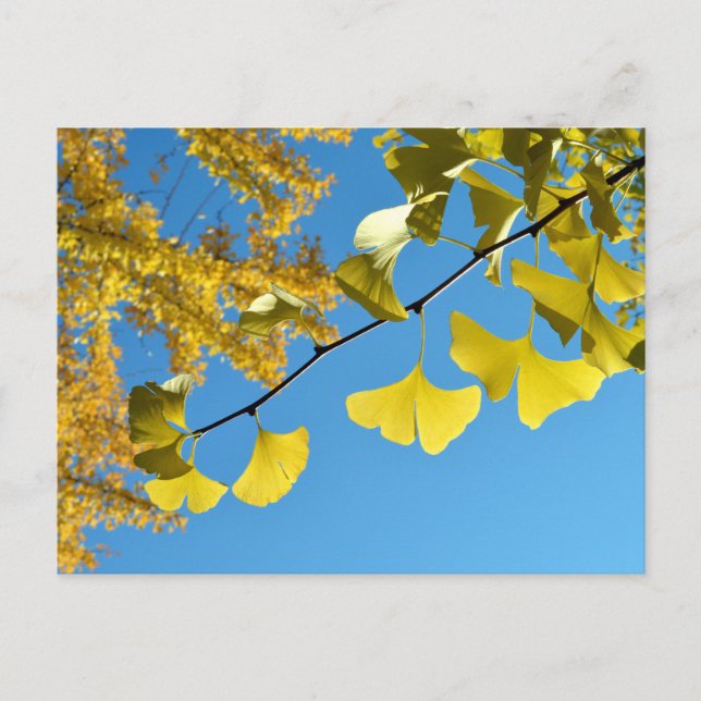 Postal Sale de Ginkgo en otoño (Anverso)