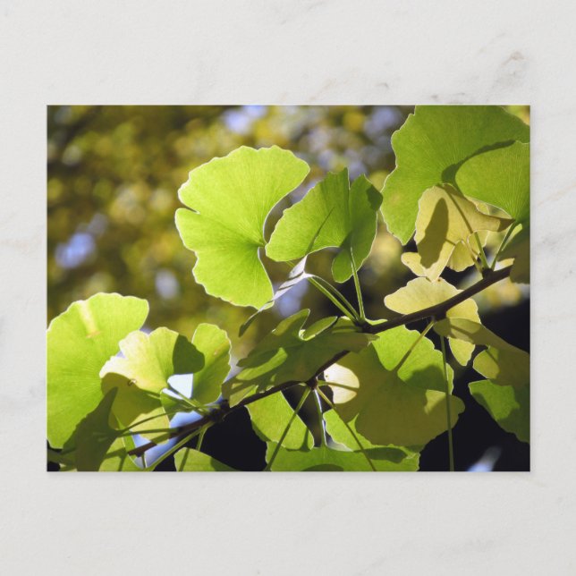 Postal Sale Ginkgo: Japón