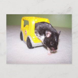 Postal salida de emergencia Noah