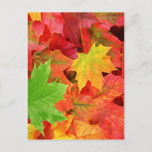 POSTAL SALIDAS DE AUTUMN