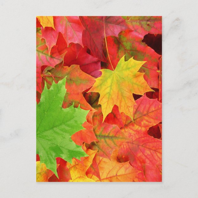 POSTAL SALIDAS DE AUTUMN (Anverso)