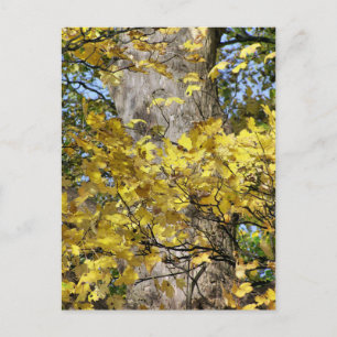 POSTAL SALIDAS DE OTOÑO AMARILLO