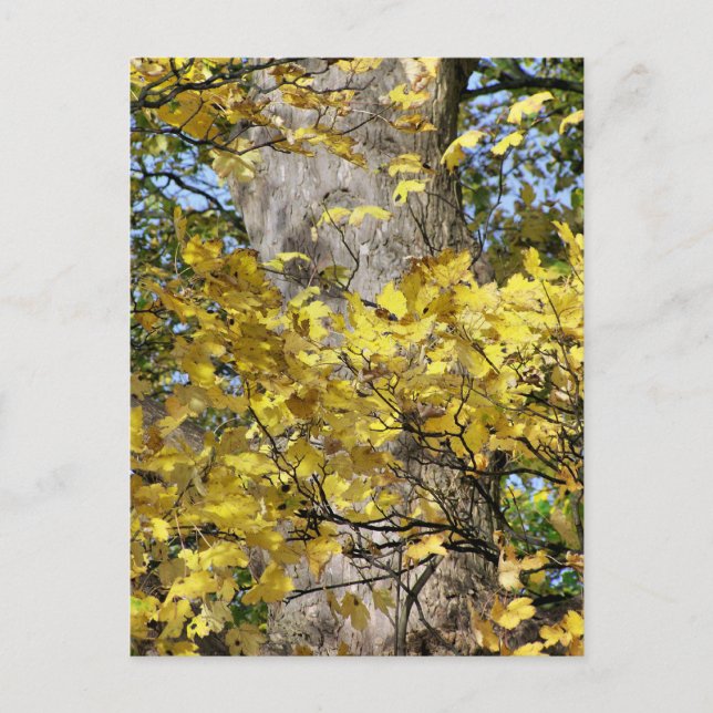 POSTAL SALIDAS DE OTOÑO AMARILLO (Anverso)