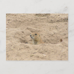 Postal Salir De Burrow