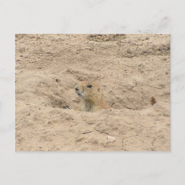 Postal Salir De Burrow (Anverso)