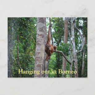 Postal Salir de Orangutan en Borneo