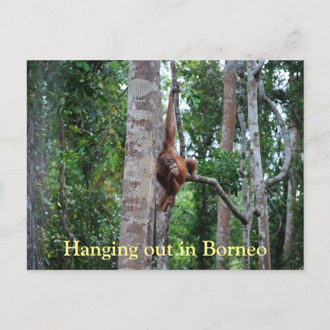 Postal Salir de Orangutan en Borneo (Anverso)