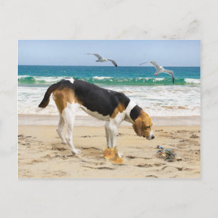 Postal "Sally & The Crab"