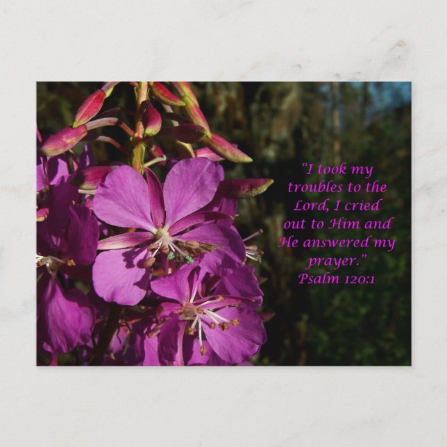 Postal Salmo 120:1 Psalm of Animagement Postcard (Anverso)