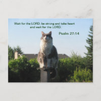 Salmo 27:14 y gato cruzado