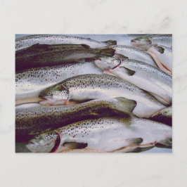 Postal Salmon