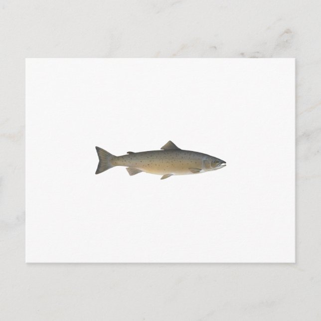 Postal Salmón atlántico (Anverso)