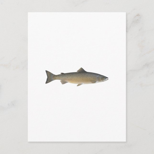 Postal Salmón atlántico (Anverso)