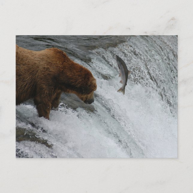 Postal Salmón de pesca de oso, Brooks Falls Alaska (Anverso)