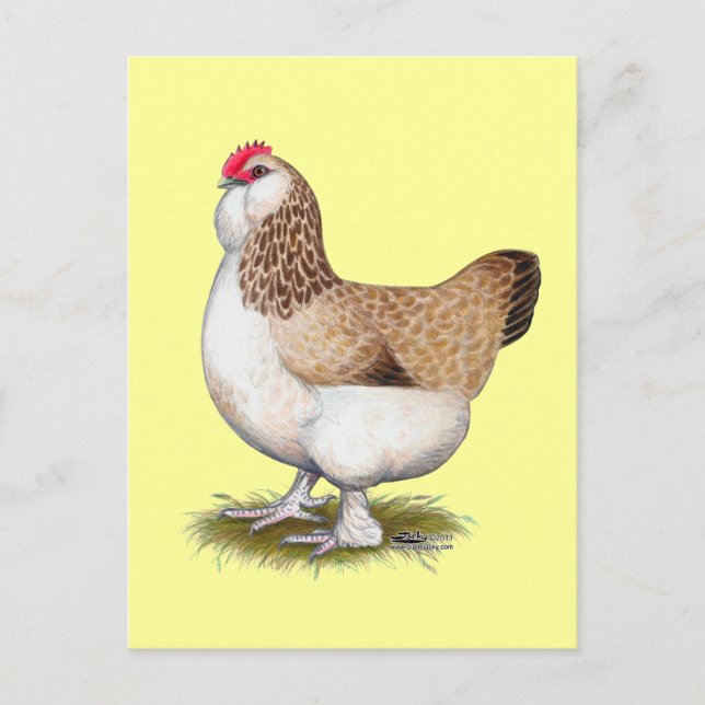 Postal Salmon Faverolle Hen (Anverso)