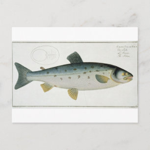 Postal Salmón (Salmo Salar) placa XX de Ichthyologie,