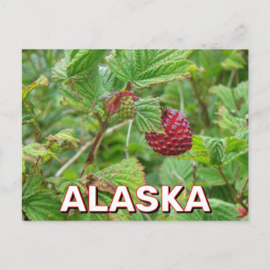 Postal Salmonberías De Alaska