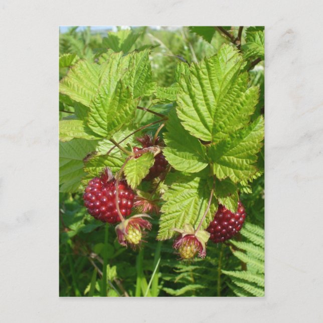 Postal Salmonberry en la isla Unalaska (Anverso)