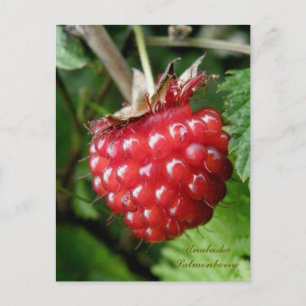 Postal Salmonberry, isla Unalaska