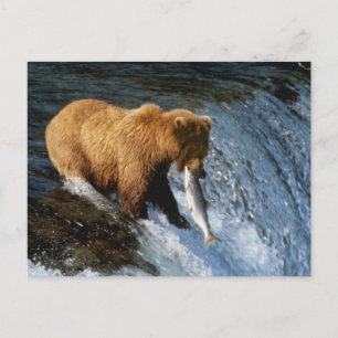 Postal Salmones de cogida de Alaska del oso de Brown en