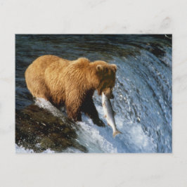 Postal Salmones de cogida de Alaska del oso de Brown en