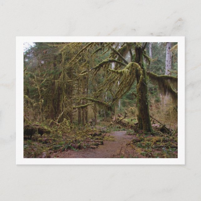Postal Salón de Mosses en la selva húmeda (Anverso)