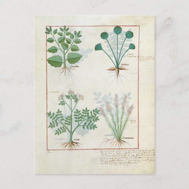 Postal Salt Bush y Anthora Absinthium y Cardamom (Anverso)
