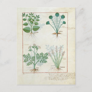 Postal Salt Bush y Anthora Absinthium y Cardamom